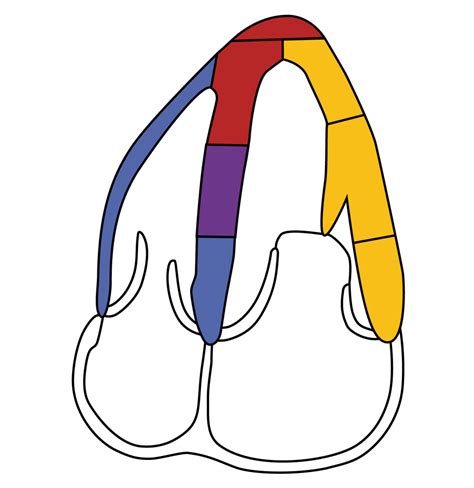 apical 4 chamber wall segments.